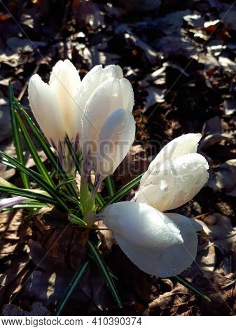 Early Spring White Crocus Chrysanthus Flower Blooms In Sunlight Covered With Water Drops With Dry Le