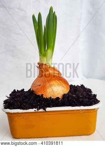 Home-grown Onion With Chives Growing In A Reused Plastic Cup At Home On Window Sil. Zero Waste And H