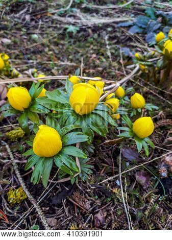 Blooming Winter Aconites In A Garden