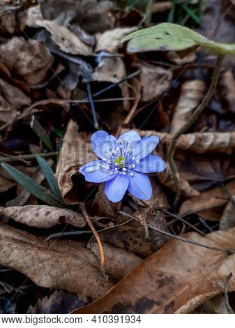 First Of The Spring Wildflowers Large Blue Hepatica