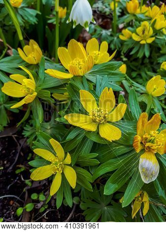 Blooming Winter Aconites In A Garden