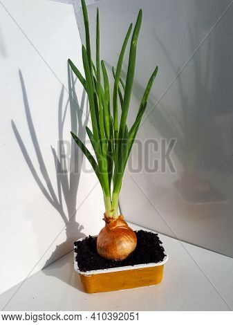 Home-grown Onion With Chives Growing In A Reused Plastic Cup At Home On Window Sil. Zero Waste And I