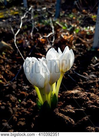 Small White Early Spring Flower Colchicum (colchicum Brachyphyllum, Colchicum Szovitsii) In The Gard