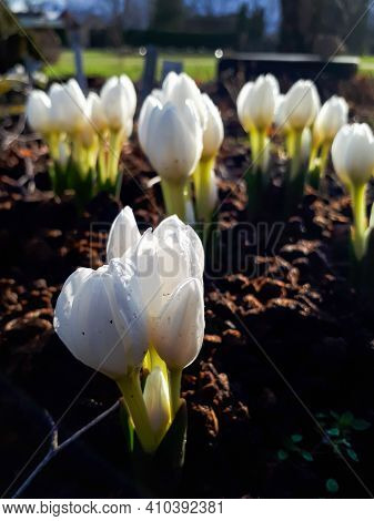 Blooming White Colchicum Flowers In The Garden Covoerd With Water Drops