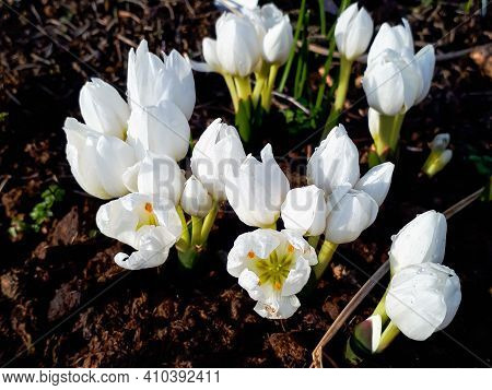 Blooming White Colchicum Flowers In The Garden Covoerd With Water Drops