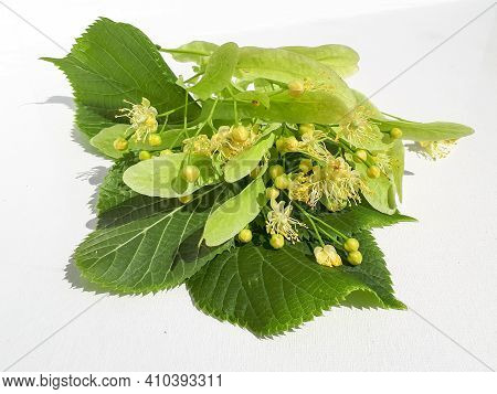 Flowers Between Leaves Of Small-leaved Lime (tilia Cordata) Collected For Tilleul (linden Flower Tea