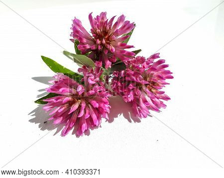 Red Clover (trifolium Pratense) Medicinal Plant Flower And Leaves In Sunlight Isolated On White Back