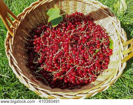 Full Basket Of Ripe Red Currants In The Sunlight In The Grass