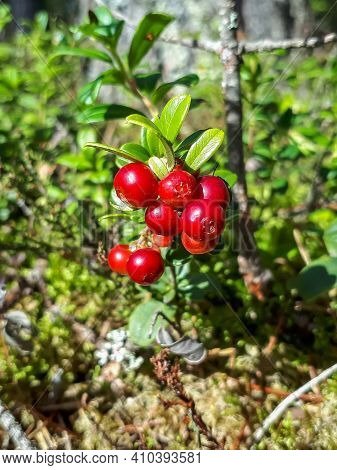 Perfect Ripe , Red Lingonberries On A Shrub In The Forest Betweer Shrubs And Leaves. Autumn Vibes