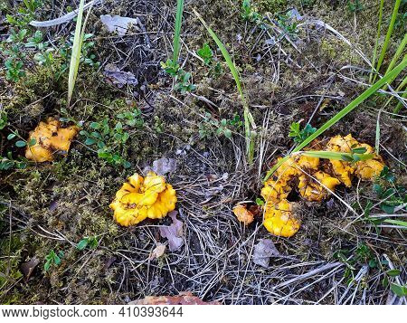 Group Of Yellow Chantarelle Mushrooms In The Moss Between Dry Leaves And Forest Vegetation