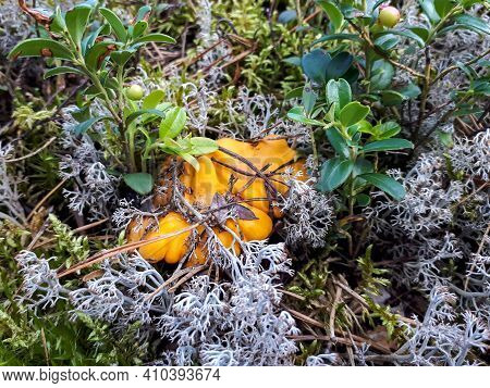 Group Of Yellow Chantarelle Mushrooms In The Moss And Forest Vegetation