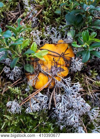 Group Of Yellow Chantarelle Mushrooms In The Moss And Forest Vegetation