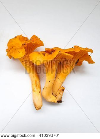 Group Of Yellow Chantarelle Mushrooms On White Background