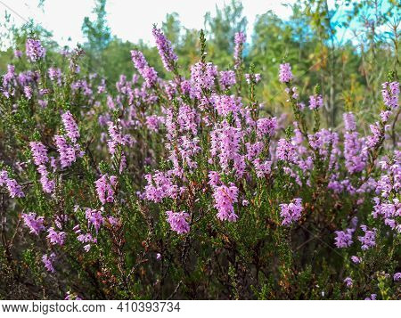 Pink Common Heather Flowering Plant In A Swamp
