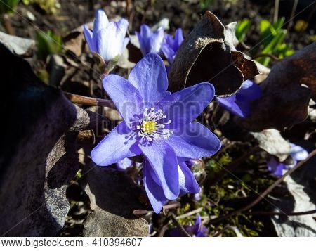First Of The Spring Wildflowers Anemone Hepatica - Liverwort. Macro Shot