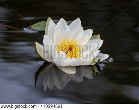 Delicate White Water-lily Flower Blooming With Yellow Middle And Its Reflection In The Lake Water