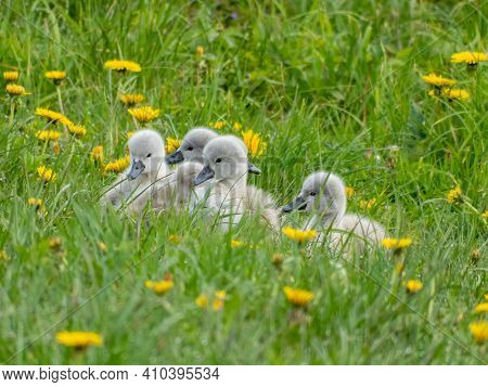 Gray And White Mute Swan Cygnets Sitting In The Grass In Early Morning
