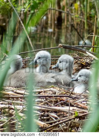 A Beautiful Mute Swan Cygnets Sitting In The Nest In The Pond