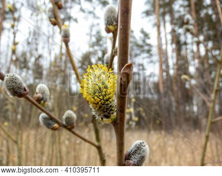 Macro Shot Of Blossoming Pussy-willow With Forest Background. The First Signs Of Spring Expressions: