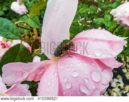 Green And Copper Rose Chafer (cetonia Aurata) On A Pink Rose Petals Covered With Water Drops. Top An