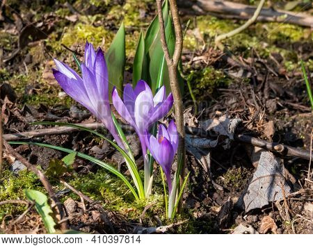 Three Perfect Early Spring Bright Violet Crocus Flowers In Different Sizes Bloom In Sunlight Between
