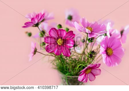 Fresh Summer Bouquet Of Pink Cosmos Flowers On Pink Background. Floral Home Decor.