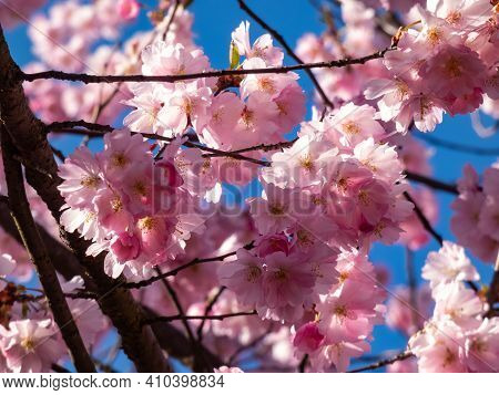 Pink And Romantic Japanese Cherry Tree Sakura Flowers With Light Blue Sky In A Sunlight