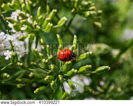 The Adult Two-spot Ladybird (adalia Bipunctata) Top View, In A Green Flower In Sunlight On Summer. T