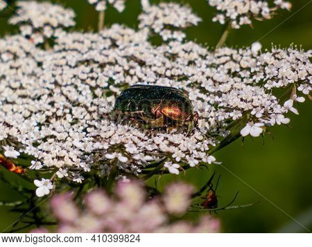 Closeup Shot Of Green And Copper Rose Chafer (cetonia Aurata) On A White Flower