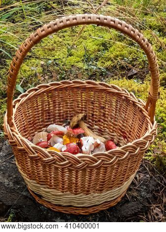 Wooden Basket On The Tree Stem Full With Colorful Mushrooms - Russula Rosea, Chanterelles. Mushroom 