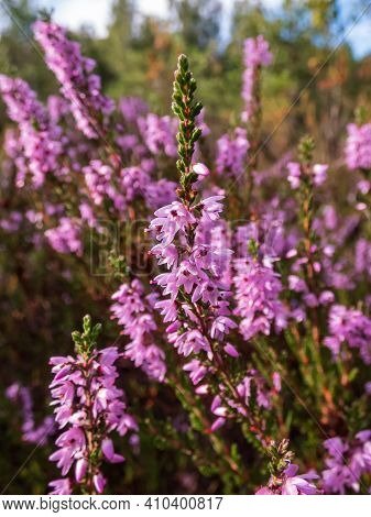 Close Up Shot Of Pink Common Heather Flowering Plant