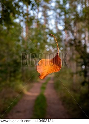 Defoliation. A Single Orange And Brown Dry Leaf Falling In The Forest With Forest Road And Trees Bac