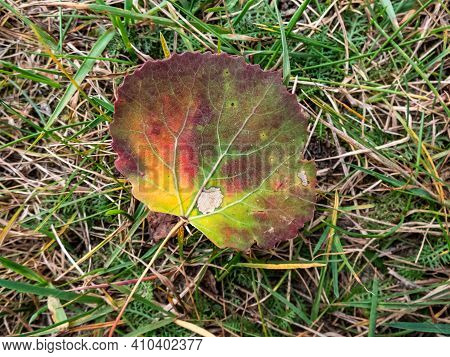 Aspen Leaf In Autumn On The Ground. Fall Pigments In A Leaf Changing Colors. Leaf With Green, Yellow