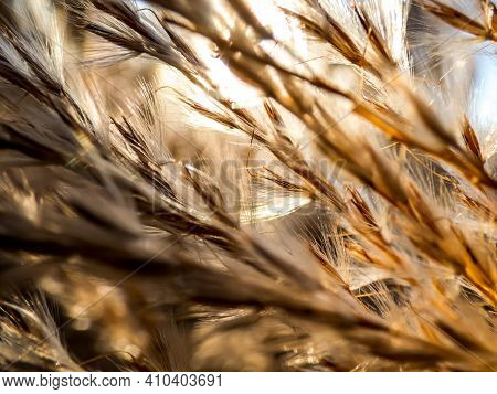 Textured Golden Background Of Ornamental Plant Silvergrass