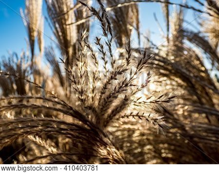 Textured Golden Background Of Ornamental Plant Silvergrass