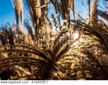 Textured Golden Background Of Ornamental Plant Silvergrass