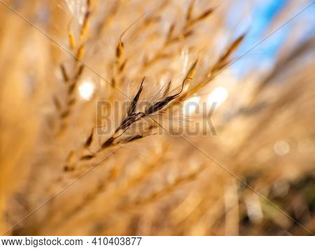 Macro Shot Of Grass Detail. Golden Background Of Ornamental Plant Silvergrass (miscanthus) With Back