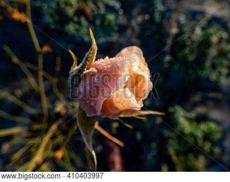 Macro Shot Of Beautiful Peach-pink Rose Blossom Covered In Morning Frost In Beautiful Golden Hour Li