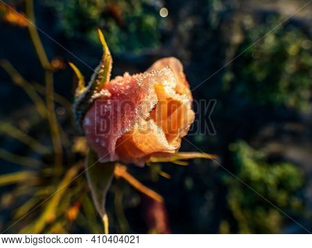 Macro Shot Of Beautiful Peach-pink Rose Blossom Covered In Morning Frost In Beautiful Golden Hour Li