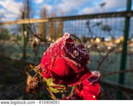 Macro Shot Of Beautiful Frozen Frost Crystals On Red Rose In Beautiful Morning Sunlight In The Botan