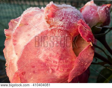Macro Shot Of Beautiful Single Frozen Pink And Red Rose Covered With Early Morning Frost Crystals
