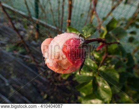 Macro Shot Of Beautiful Single Frozen Pink And Red Rose Covered With Early Morning Frost Crystals