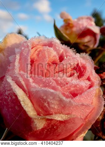 Macro Shot Of Beautiful Frozen Pink Rose Covered With Early Morning Frost Crystals