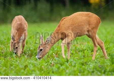 Two Roe Deer Grazing On Meadow In Summertime Nature