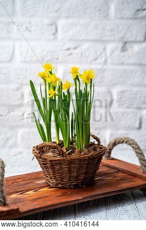 Spring Daffodils Stand In A Woven Basket On A White Background. There Are Flowers On The Table In A 