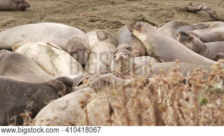 Funny Lazy Elephant Seals On Sandy Pacific Ocean Beach In San Simeon, California, Usa. Awkward Fat M