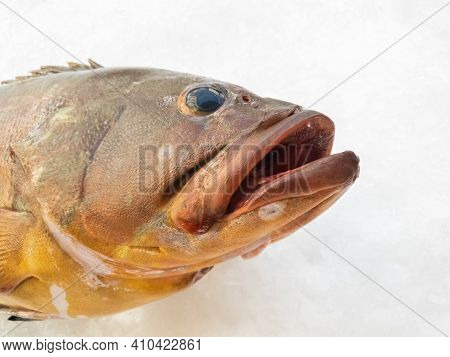 The Atlantic Wreckfish, (polyprion Americanus), Also Known As The Stone Bass Or Bass Groper In A Fis