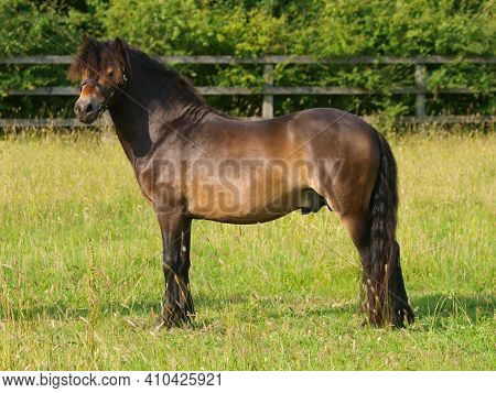 A Stunning Exmoor Stallion Staniding Side On, Showing Off His Excellent Condition.