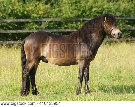 A Beautiful Exmoor Stallion Standing In A Paddock.