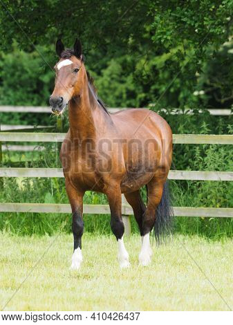 A Pretty Bay Horse Stands In A Summer Paddock.